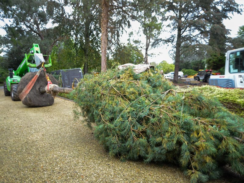 Large Tree Planting