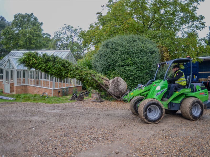 Large Tree Planting