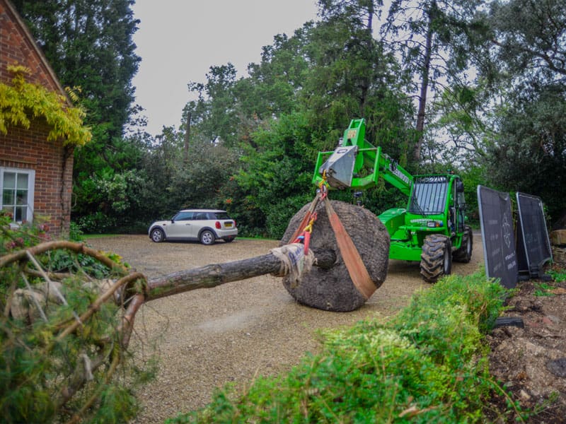 Large Tree Planting