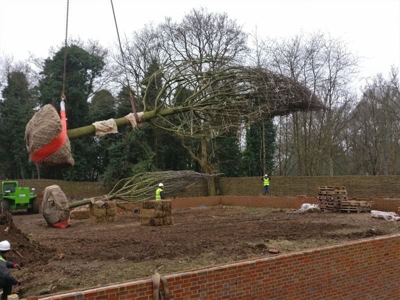 Large Tree Planting