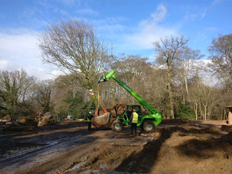 Large Tree Planting