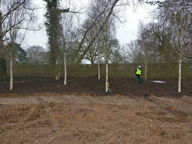 Large Tree Planting