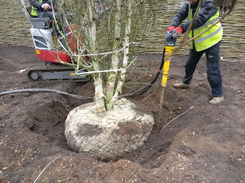 Large Tree Planting