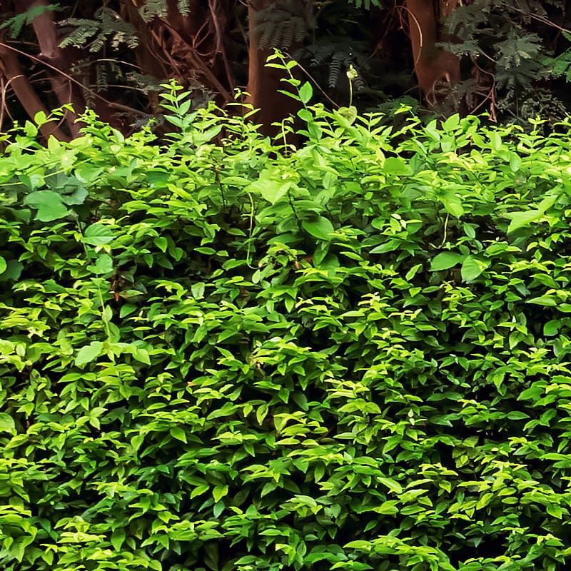 Oval-leaf Privet Hedge Plants