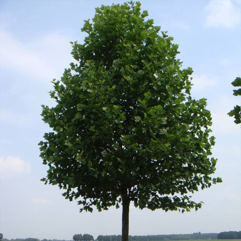 London Plane Tree