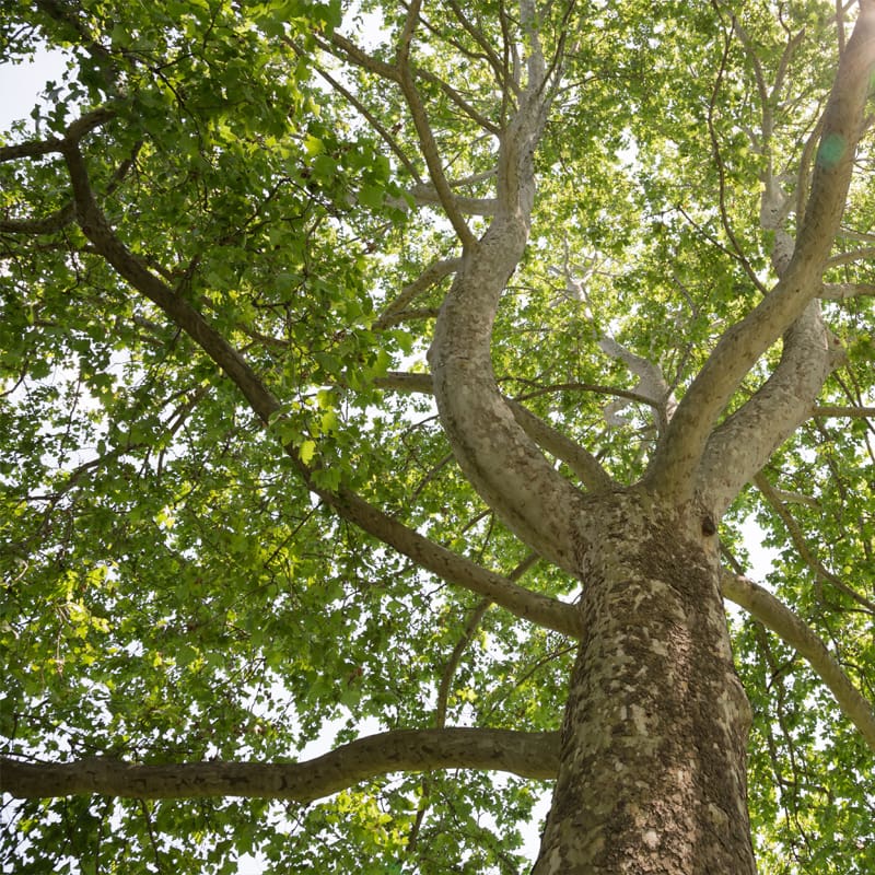 London Plane Tree