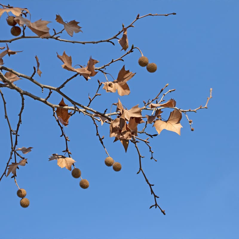 London Plane Tree