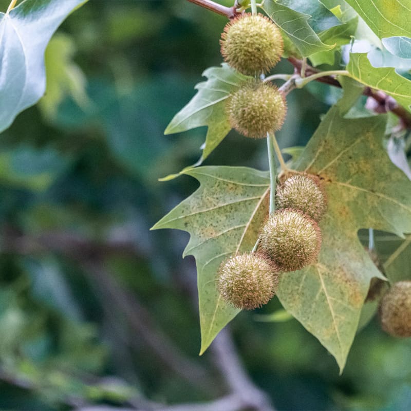 London Plane Tree