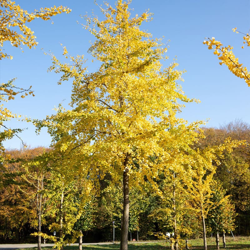 Maidenhair Tree