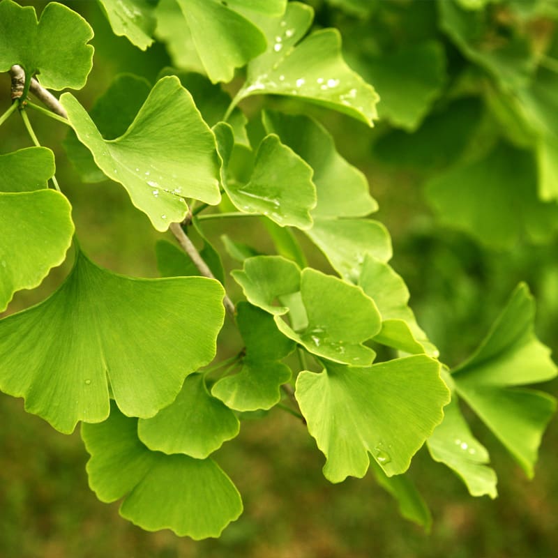 Maidenhair Tree