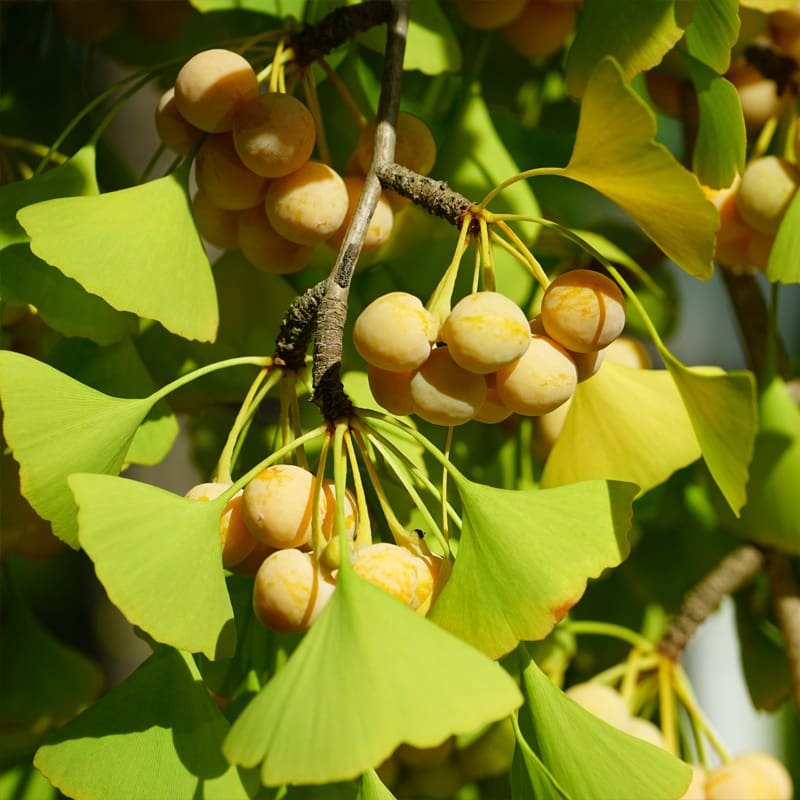 Maidenhair Tree