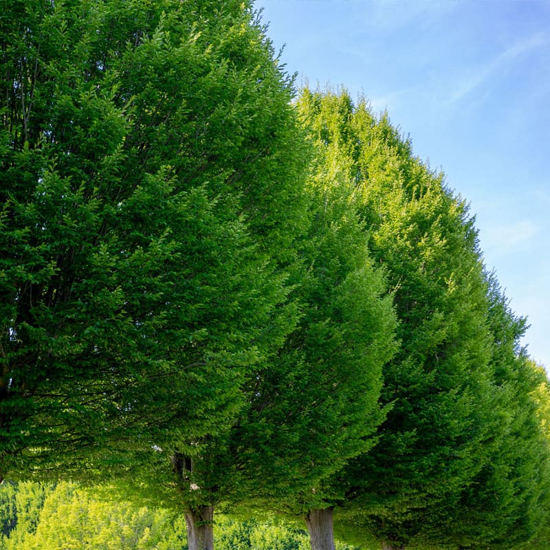 Hornbeam Tree