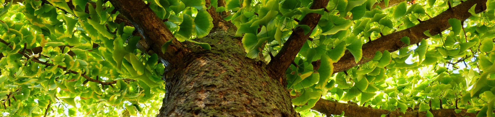 Mature Maidenhair Trees For Sale