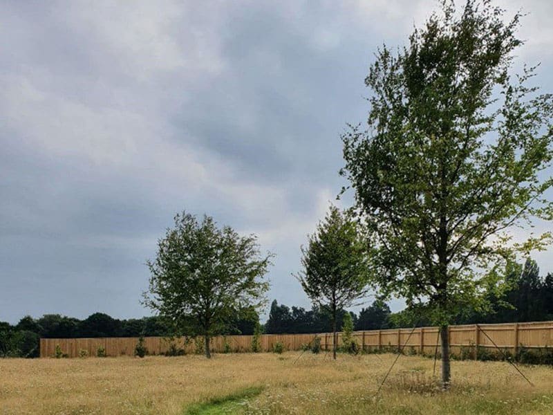Mature Tree Planting