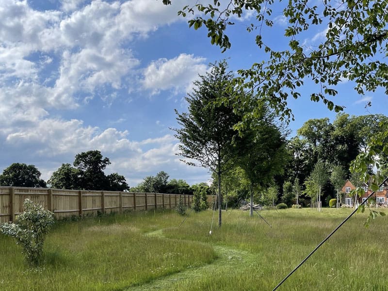 Mature Tree Planting