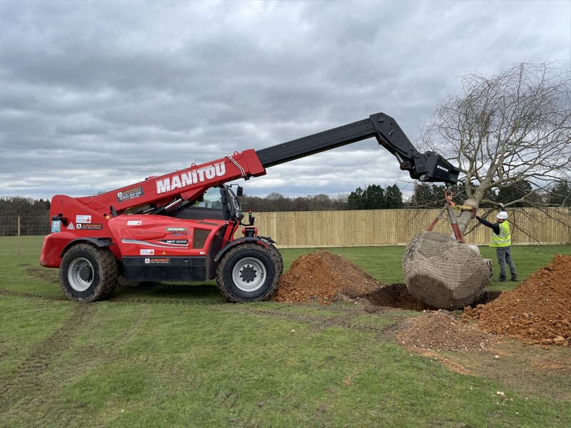 Mature Tree Planting