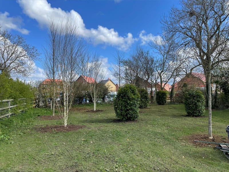 Mature Tree Privacy Screen