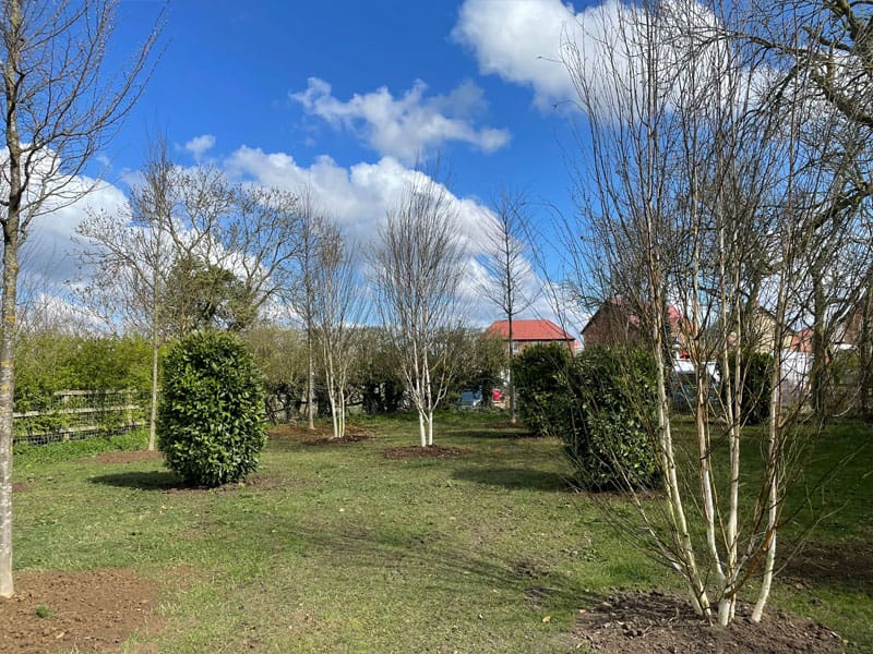Mature Tree Privacy Screen