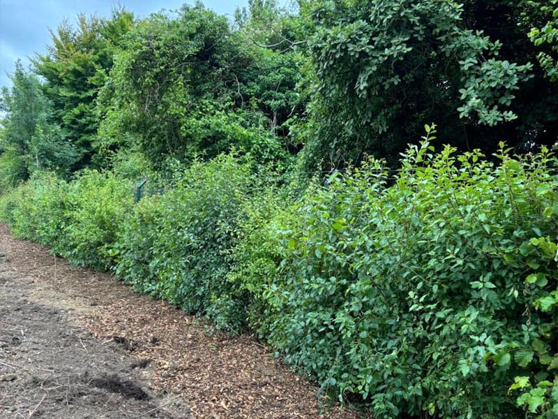 Mixed Native Instant Hedge Planting