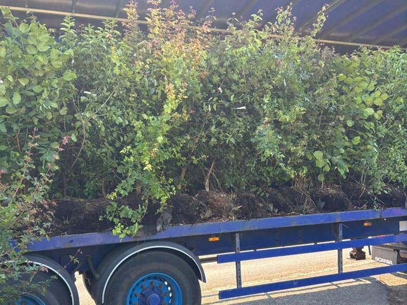 Mixed Native Instant Hedge Planting