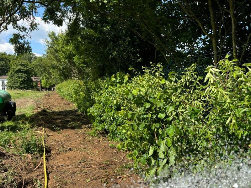 Mixed Native Instant Hedge Planting