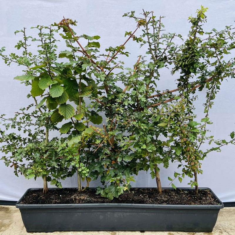Native Mix Instant Hedge