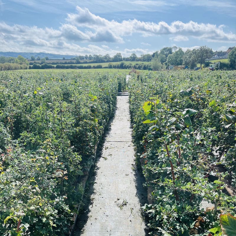 Native Mix Instant Hedge