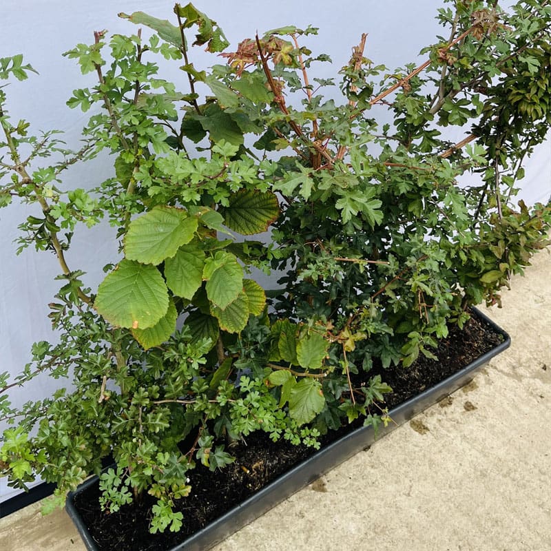 Native Mix Instant Hedge