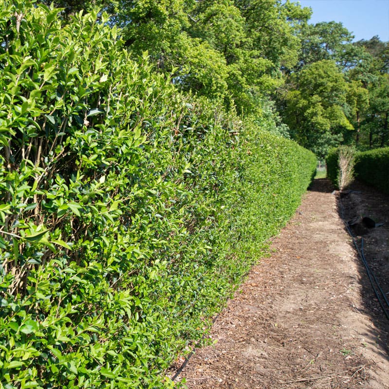 Oval-leaf Privet Hedge Plants