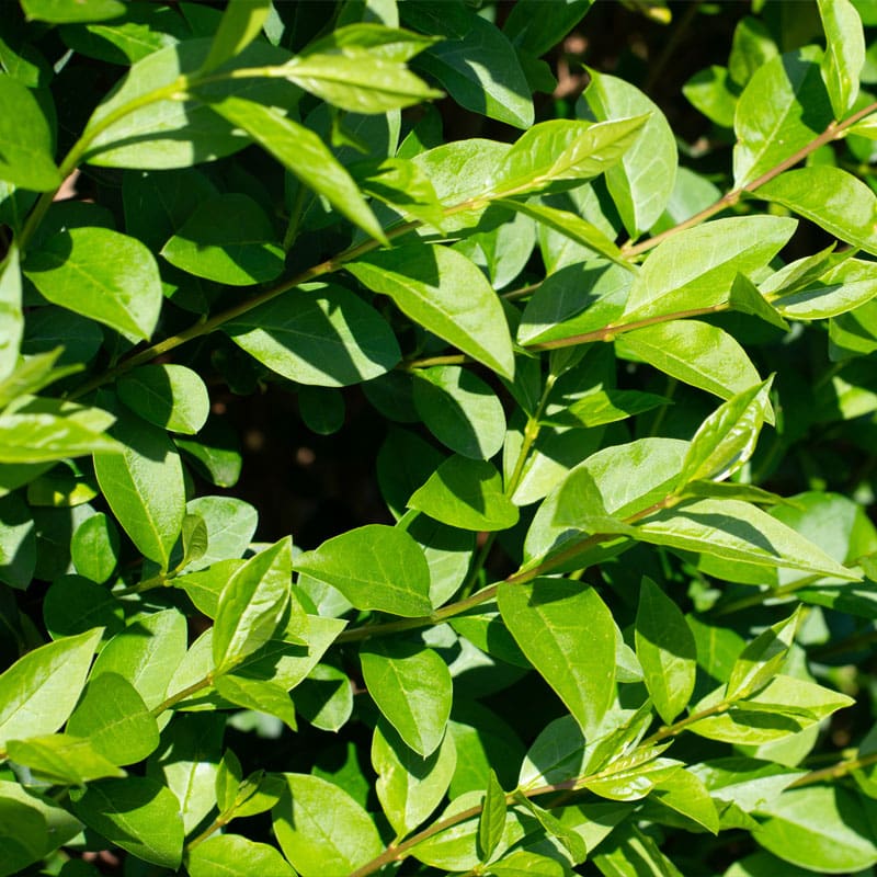 Oval-leaf Privet Hedge Plants