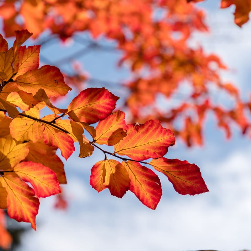 Persian Ironwood Tree