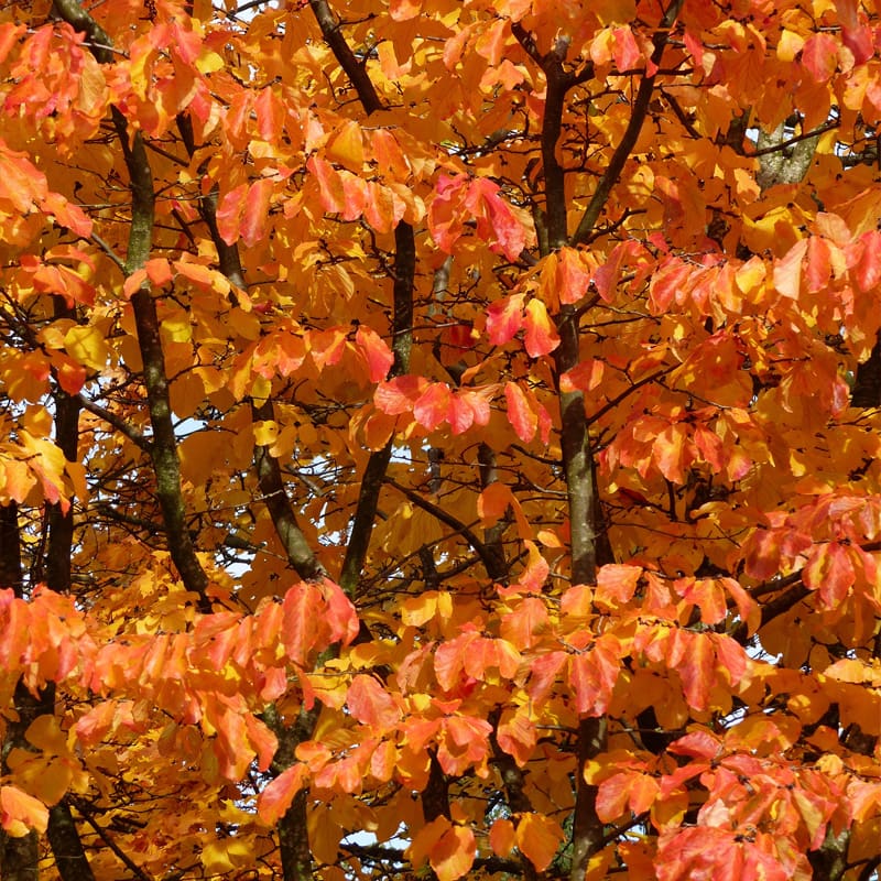 Persian Ironwood Tree