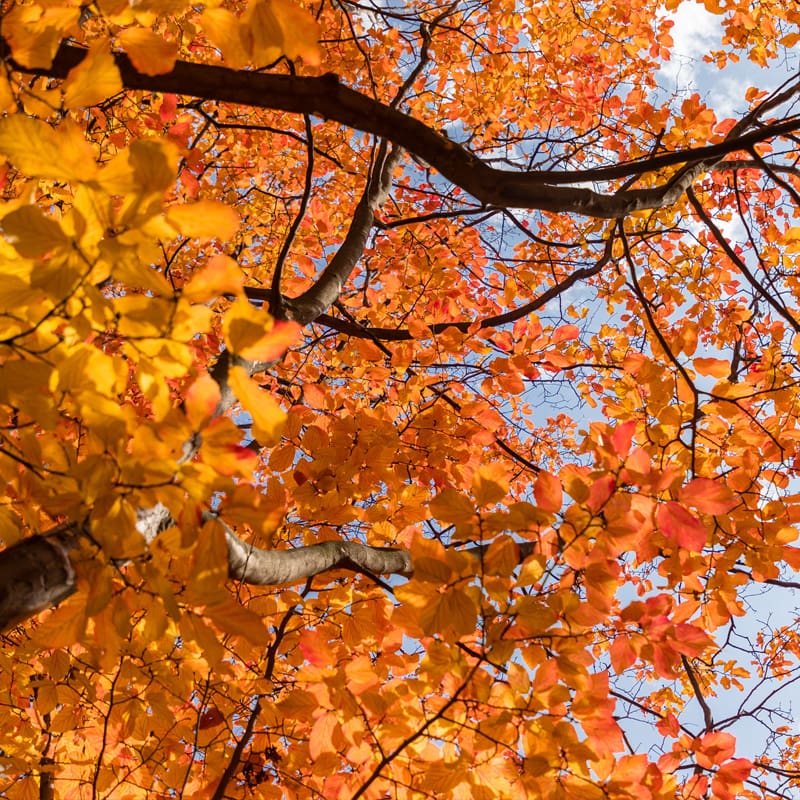 Persian Ironwood Tree