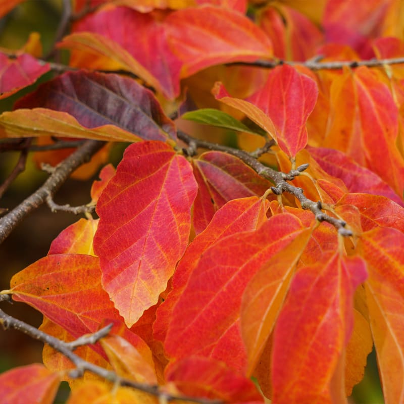 Persian Ironwood Tree