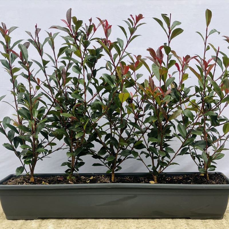 Photinia Carre Rouge Instant Hedge