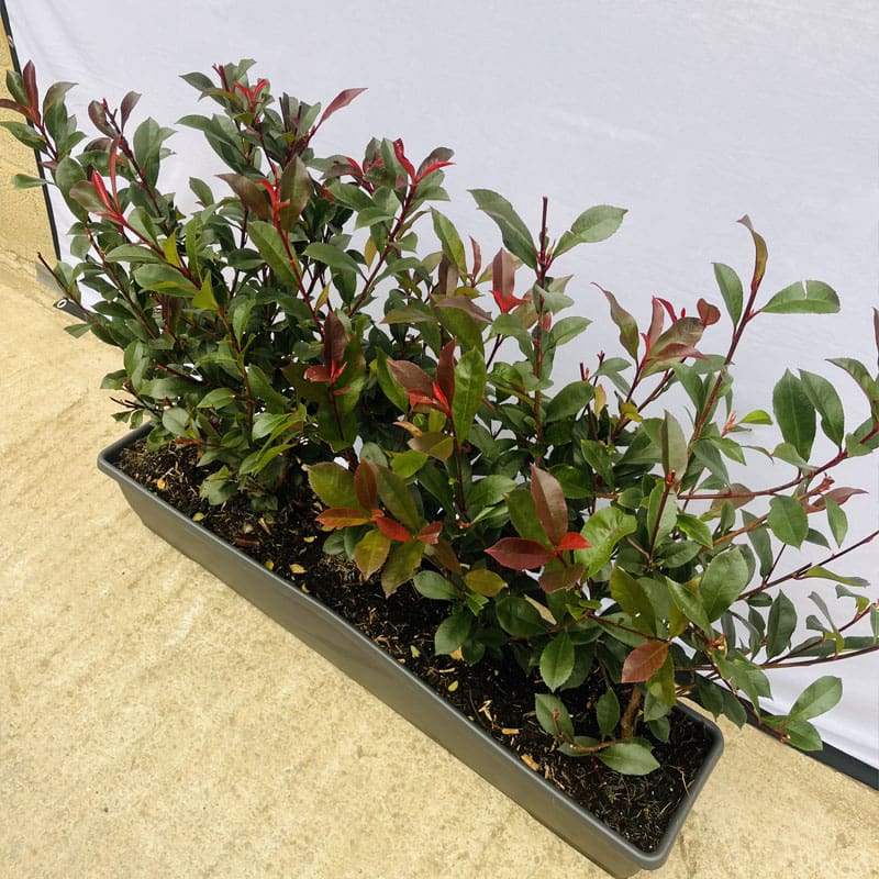 Photinia Carre Rouge Instant Hedge