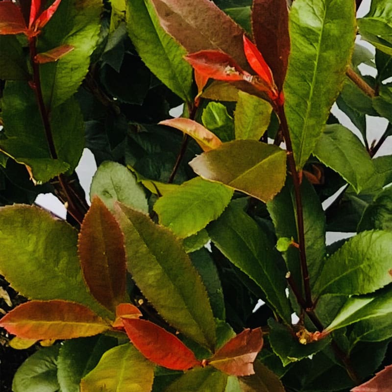 Photinia Carre Rouge Instant Hedge