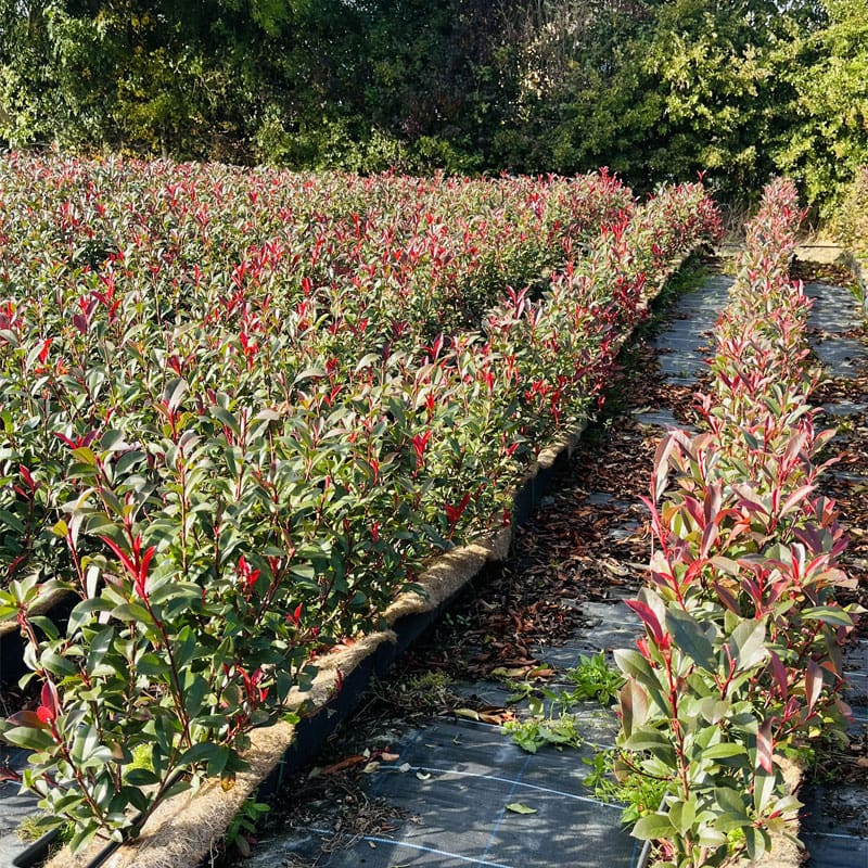 Photinia Carre Rouge Instant Hedge