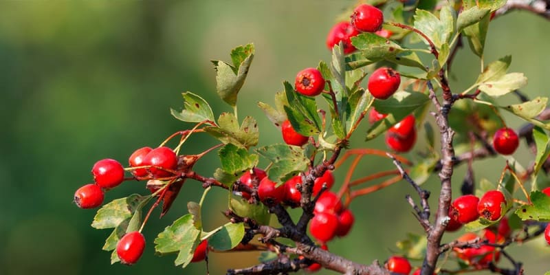 Need Advice? Need Advice?