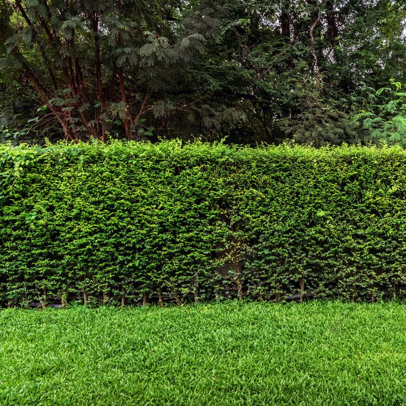 Oval-leaf Privet Hedge Plants