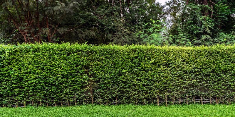 Ligustrum Ovalifolium
