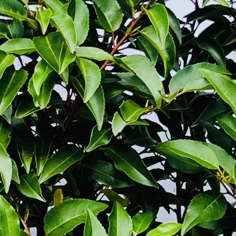 Portugese Laurel Instant Hedge