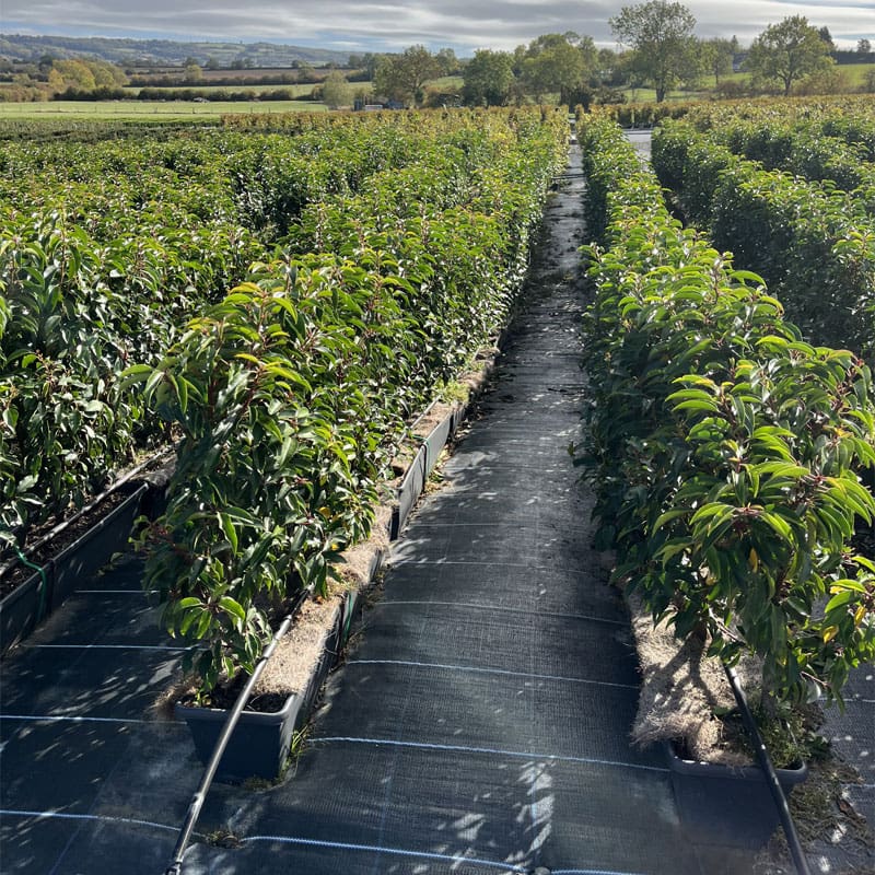 Portugese Laurel Instant Hedge