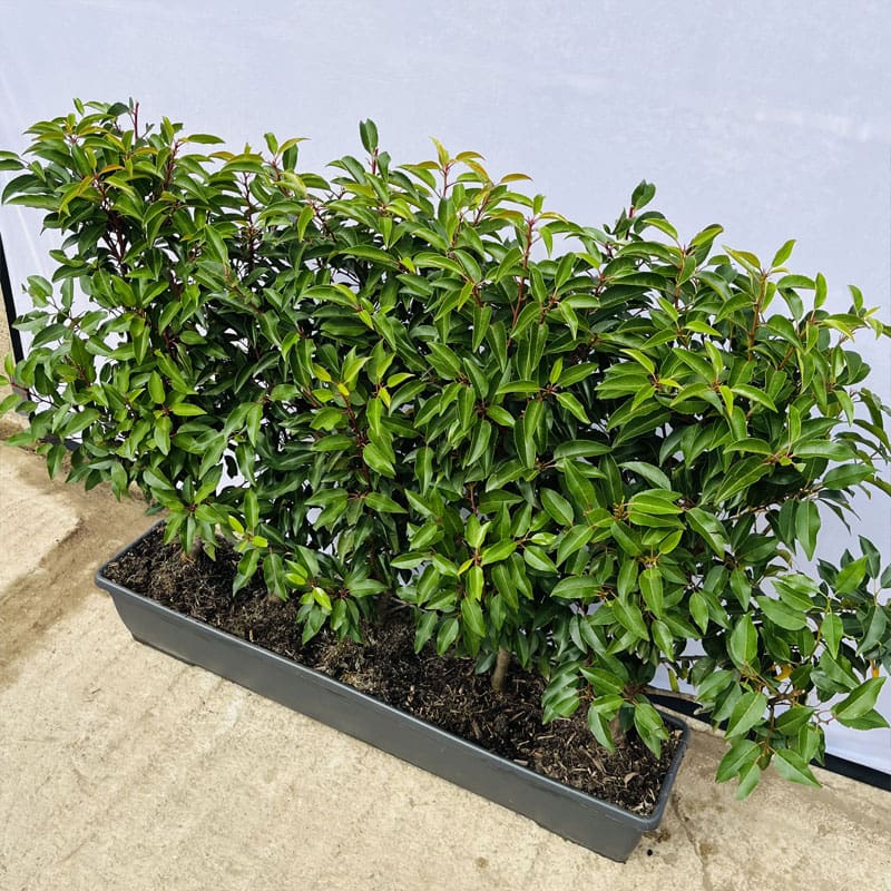 Portugese Laurel Instant Hedge