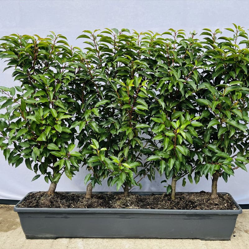 Portugese Laurel Instant Hedge