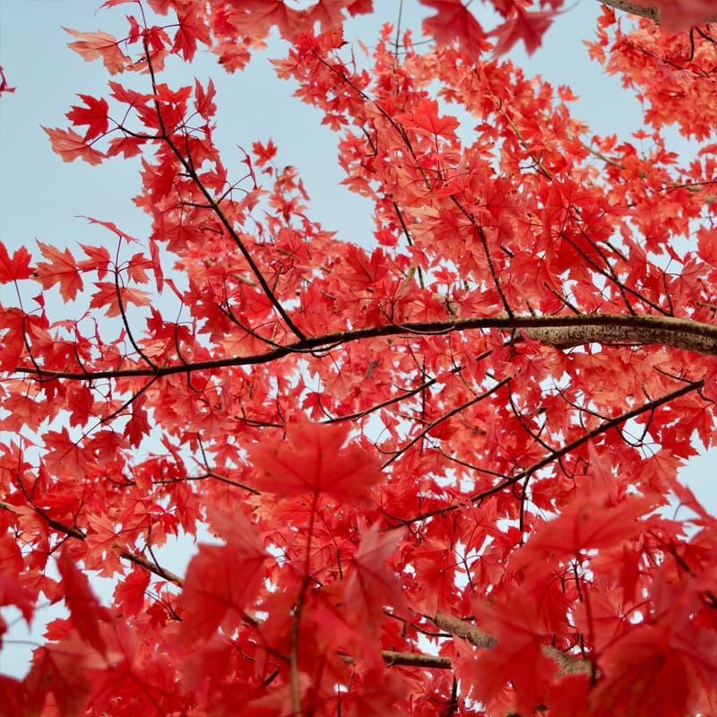 Red Maple Tree
