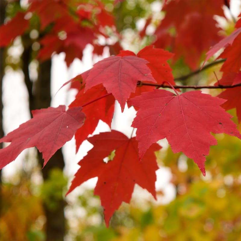 Red Maple Tree