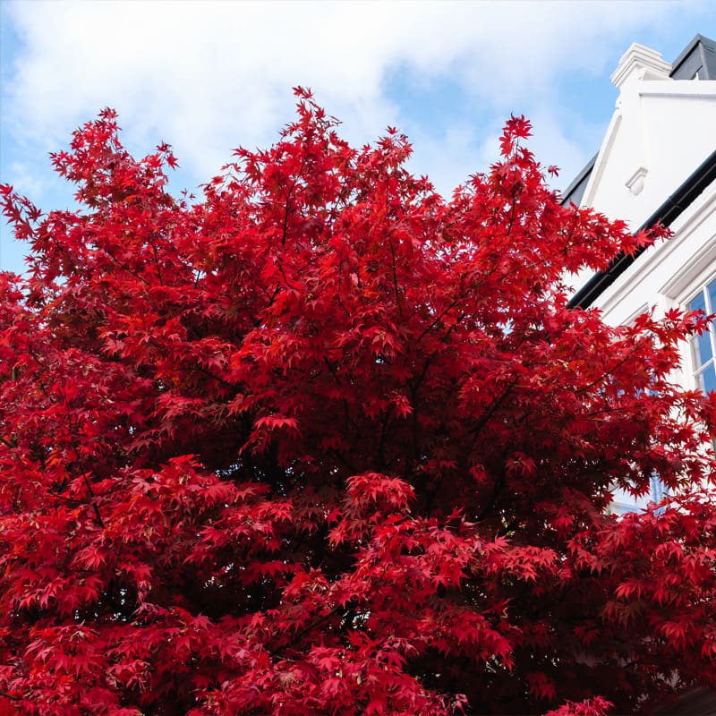 Red Maple Tree