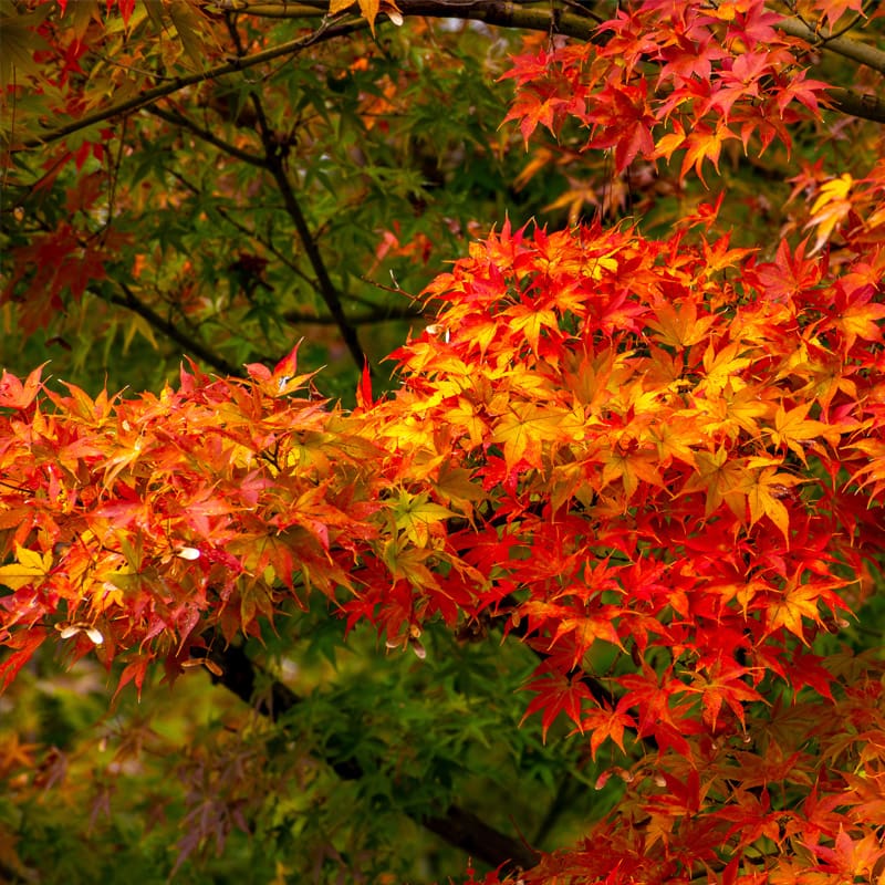 Red Maple Tree