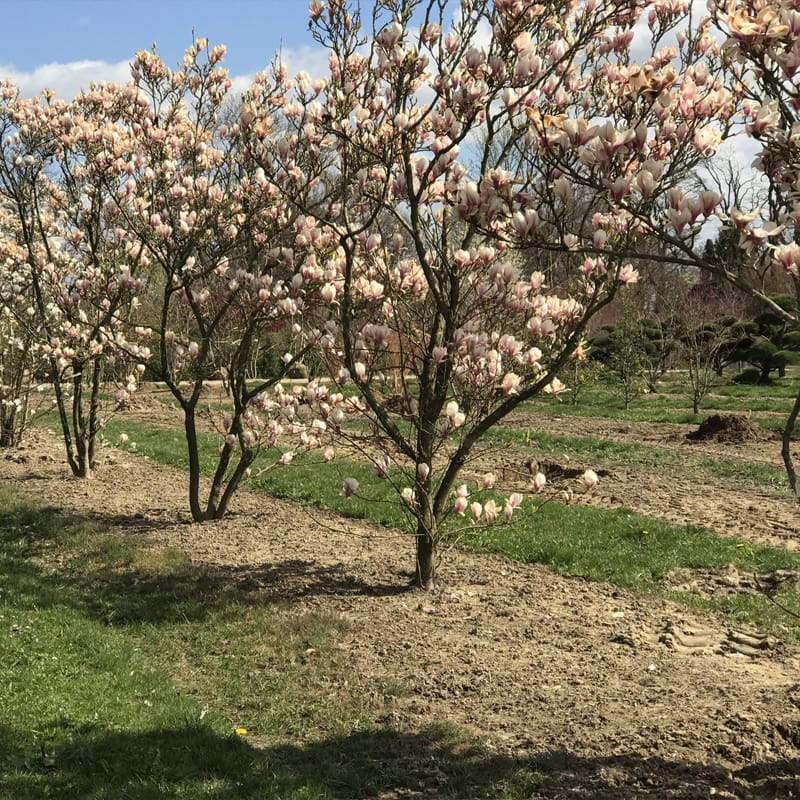 Saucer Magnolia Tree